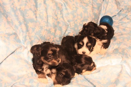 havanese-puppies